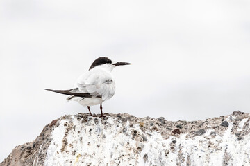 Dougalls Stern, Roseate Tern, Sterna dougallii
