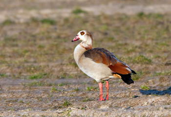 Nijlgans, Egyptian Goose, Alopochen aegyptiaca