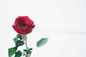 single rose in valentine's day, love concept, support 