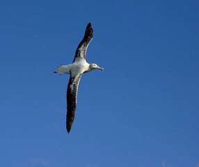 Snowy (Wandering) Albatross, Grote Albatros, Diomedea (exulans) exulans