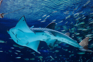 水族館　水槽の中を泳ぐシノノメサカタザメ © FURISHO