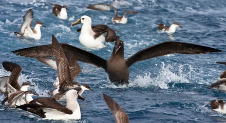 Fotobehang Zwarte Albatros, Sooty Albatros, Phoebetria fusca © Marc