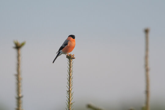 Dompap 이미지 – 찾아보기 47 스톡 사진, 벡터 및 비디오 | Adobe Stock
