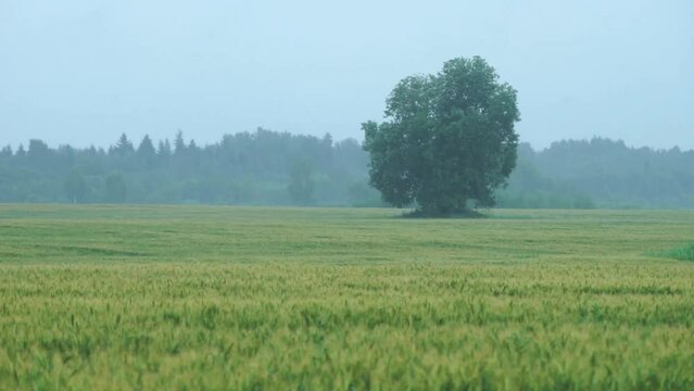 Tree in the middle of the rye field. Rain and fruitage, forest in background. Organic crop, natural environment.