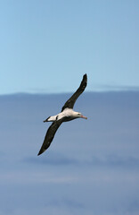 Fototapeta na wymiar Tristanalbatros, Tristan Albatros, Diomedea dabbenena