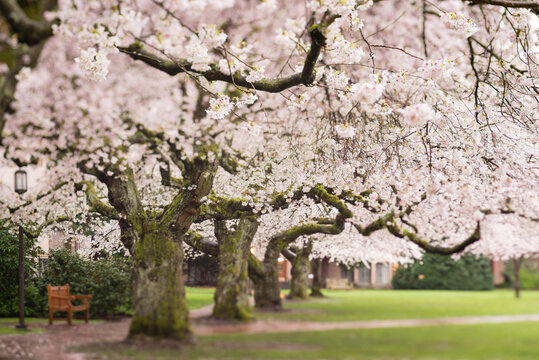 Cherry trees growing at park