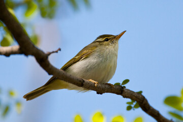 Kroonboszanger, Eastern Crowned Warbler, Phylloscopus coronatus