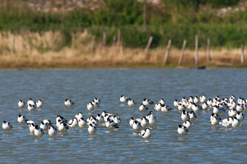 Kluut, Pied Avocet, Recurvirostra avosetta