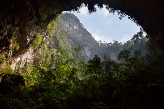 Plantlife in Hang Son Doong, Vietnam.