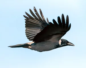Fotobehang Bonte Kraai, Hooded Crow, Corvus cornix © Marc