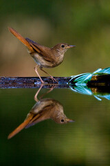 Nachtegaal, Common Nightingale, Luscinia megarhynchos