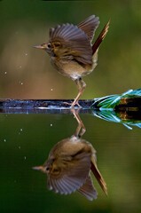 Nachtegaal, Common Nightingale, Luscinia megarhynchos