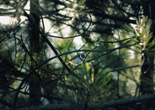 Crested Tit standing on a branch of  the pine tree