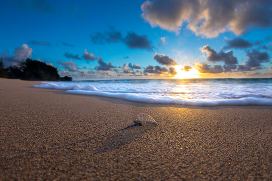 Portuguese man of war (Physalia physalis) on beach, Oahu, Hawaii, USA