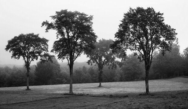 Elm Trees in farm Pasture