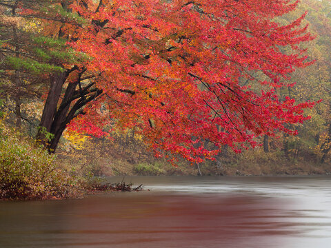Red Maple tree (Acer rubrum) on the banks of the Carrabassett River in New Portland, Maine is rendered softly against muted background during rainstorm.