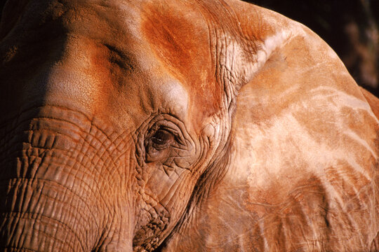 Close-up of elephant head, Florida zoo.