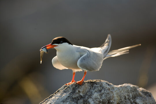 Common Tern, Sterna hirundo, on Eastern Egg Rock Island, Maine.