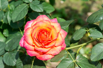 Beautiful rose in the park.