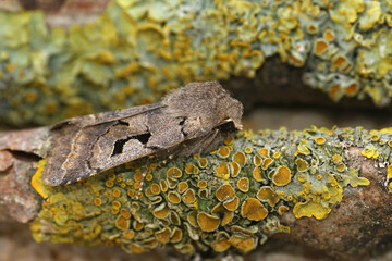 Closeup on the Hebrew Character owlet motrh, Orthosia gothica sitting on wood