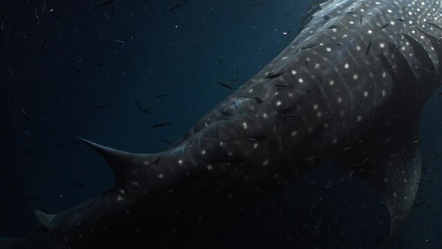 2022 November - Maldives : Whale Shark in the Night 7 - Scuba Diving - 8k 422 10Bits 24p