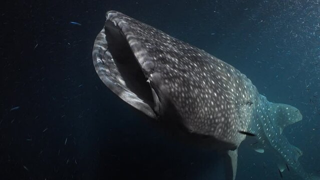 2022 November - Maldives : Whale Shark in the Night 6 - Scuba Diving - 8k 422 10Bits 24p
