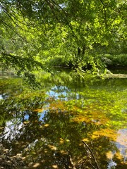 Vivid summer swamp with green and yellow water plants 