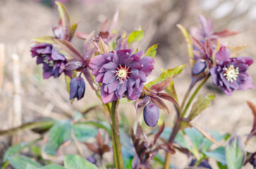 dark purple helleborus blooming in springtime