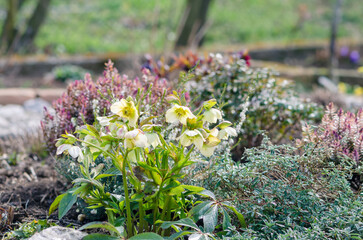 white helleborus blooming in springtime