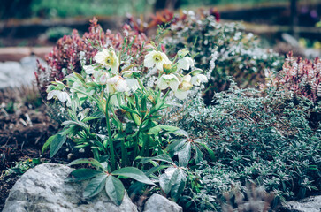 white helleborus blooming in springtime