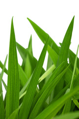 Fresh a gardening green grass