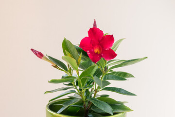 blooming red mandevilla flower with green leaves in pot