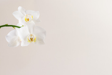 Naklejka na ściany i meble white orchid flower isolated, copy space