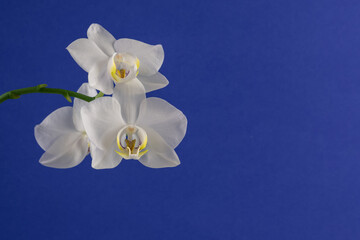 white orchid flower isolated, copy space