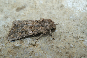 Closeup on the nutmeg owlet moth, Anarta trifolii