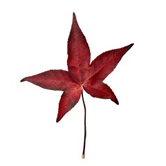 Isolated leaf of the sweetgum tree. Red leaf in autumn colors against a white background.
