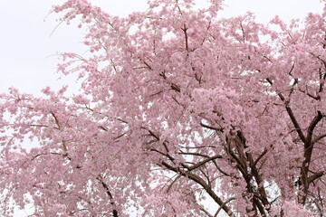 cherry blossoms in full blooming