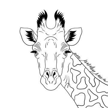 Drawing of a giraffe head. Hand drawn illustration of a giraffe. Coloring picture. Template for posters, clothes, postcards.
