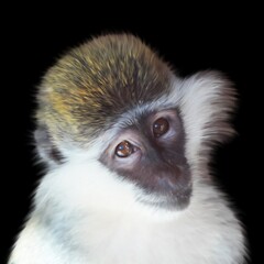 Painting of a vervet monkey against a black background.
