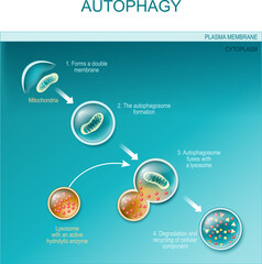 autophagy of mitochondria - obrazy, fototapety, plakaty