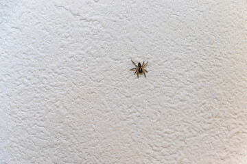 白い壁を這う小さなクモ