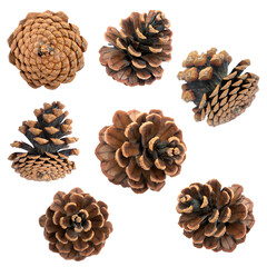 png. set of pine cones. coniferous.