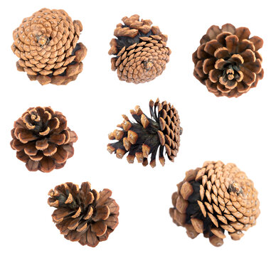 png. set of pine cones. coniferous.