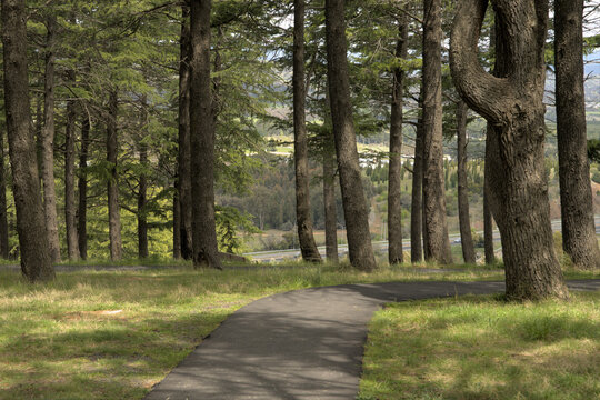 made path through himalayan cedar plantation