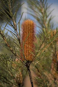 Callistemon flower close-up