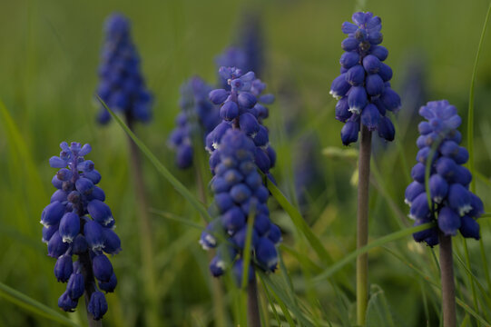 close up field of grape hyacinths