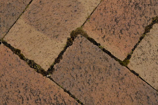 Close-up of moss growing between paving bricks