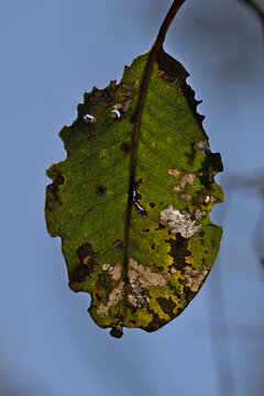 Close-up of leaf, with insect damage