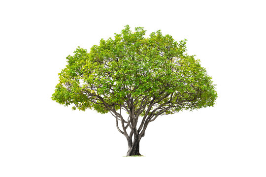 Beautiful big Canopy Tree on transparent background, png file