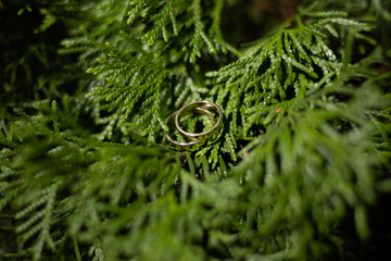 Wedding rings on green thuja leaves